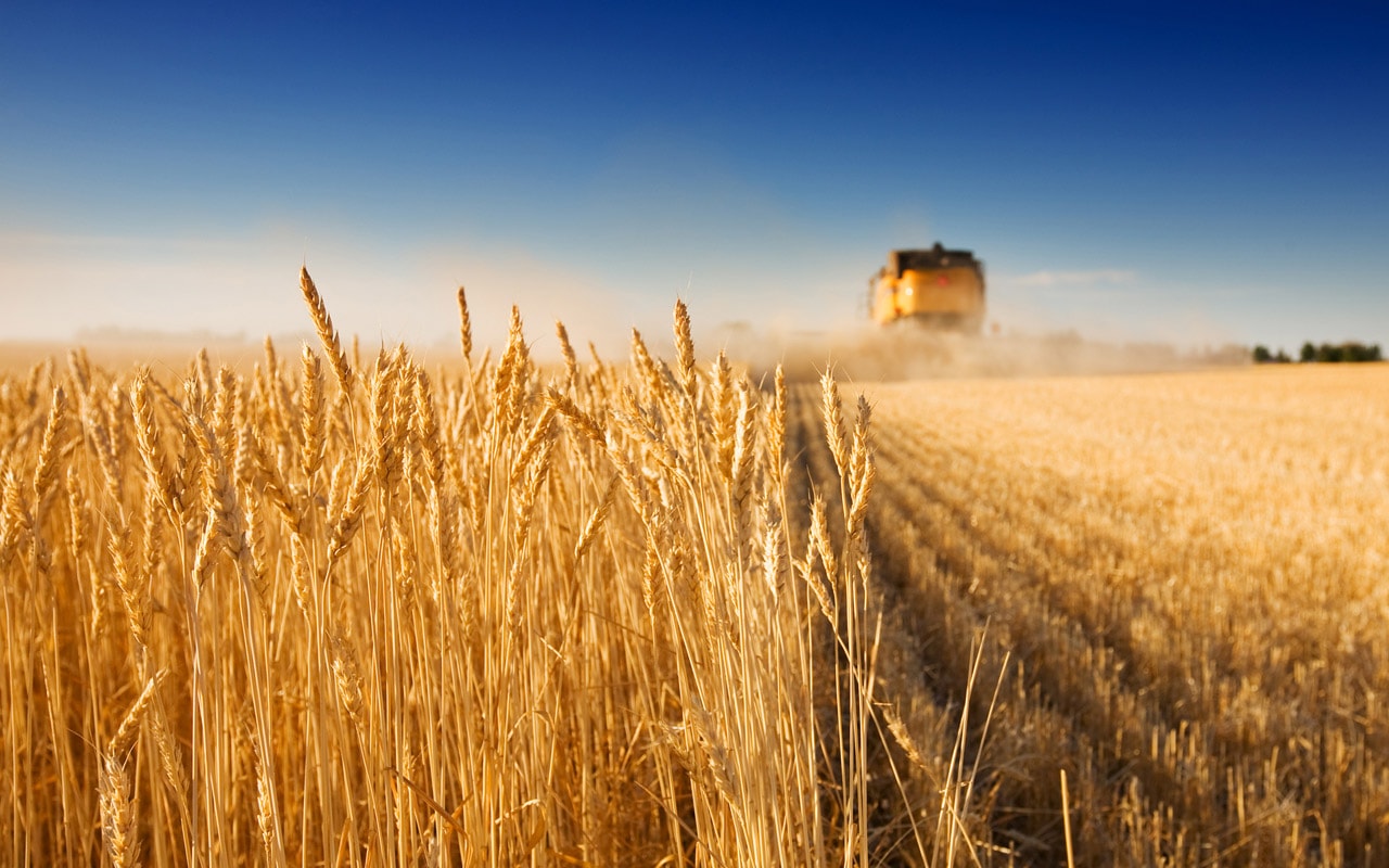 Livestock feed